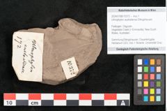 Foto (Objekt + Etikett) von Ulmophylon australiense Ettingshausen (NHMW-GEO-2024-0188-10372)